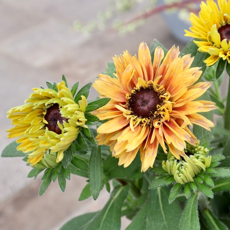 画像の現品!!希少苗☆ルドベキア・キャラメルミックス☆No.33(3.5号ポット)