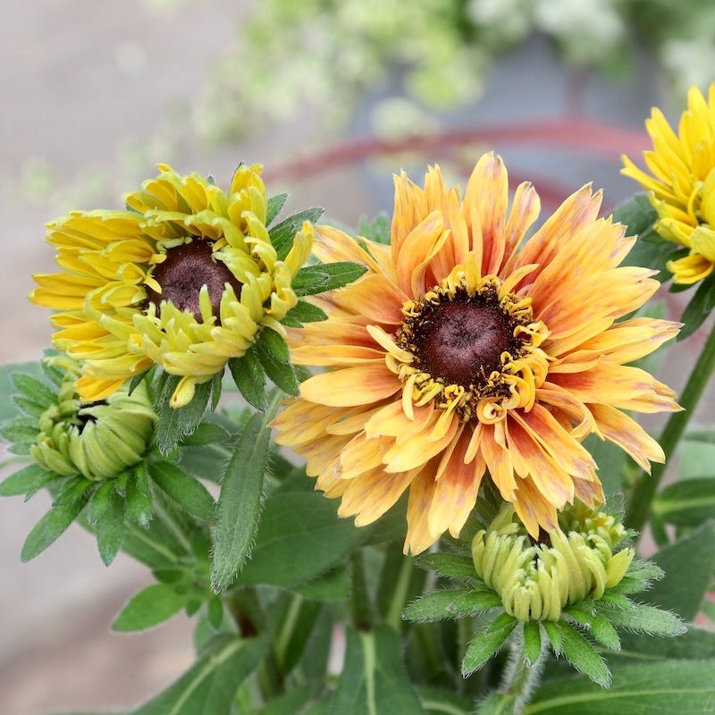 レア、切花品種　紅☆☆　小苗 10_000000007527.jpg?1719987734