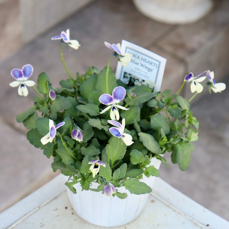 画像の現品1点限り!! ロカハーツ「ブルーウイングス」＜3-1番＞