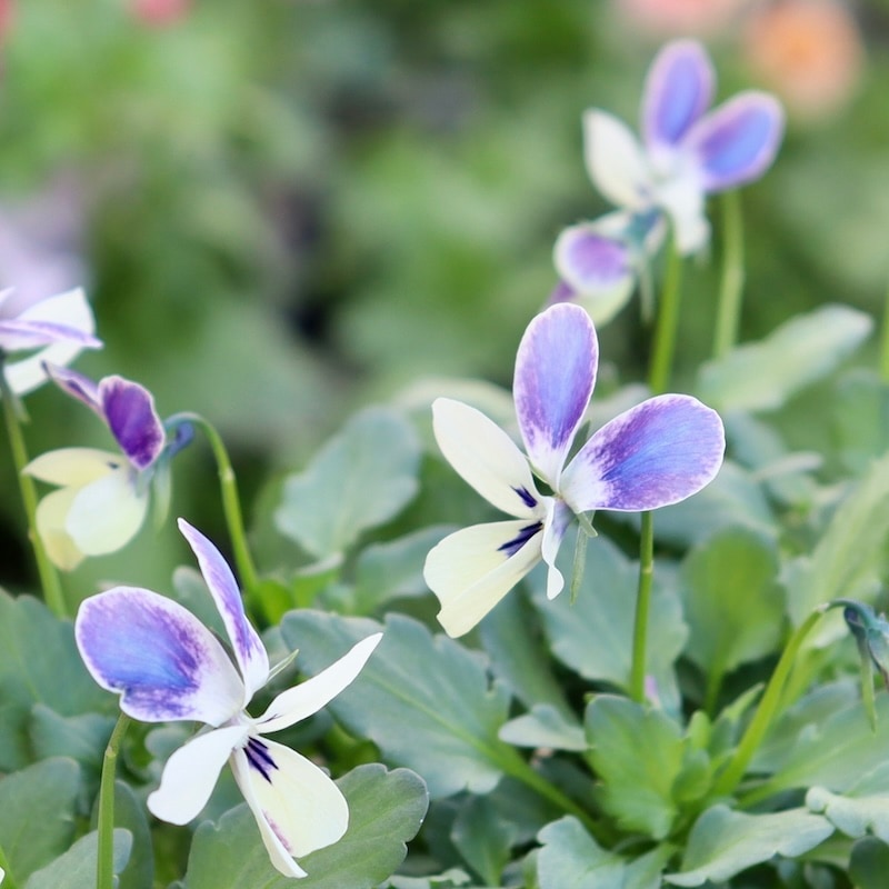 画像の現品1点限り!! ロカハーツ「ブルーウイングス」＜3-1番＞