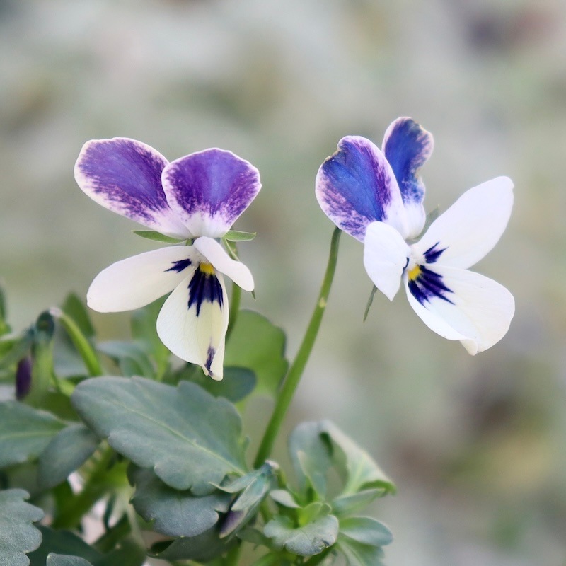 画像の現品1点限り!! ロカハーツ「ブルーウイングス」＜3-1番＞