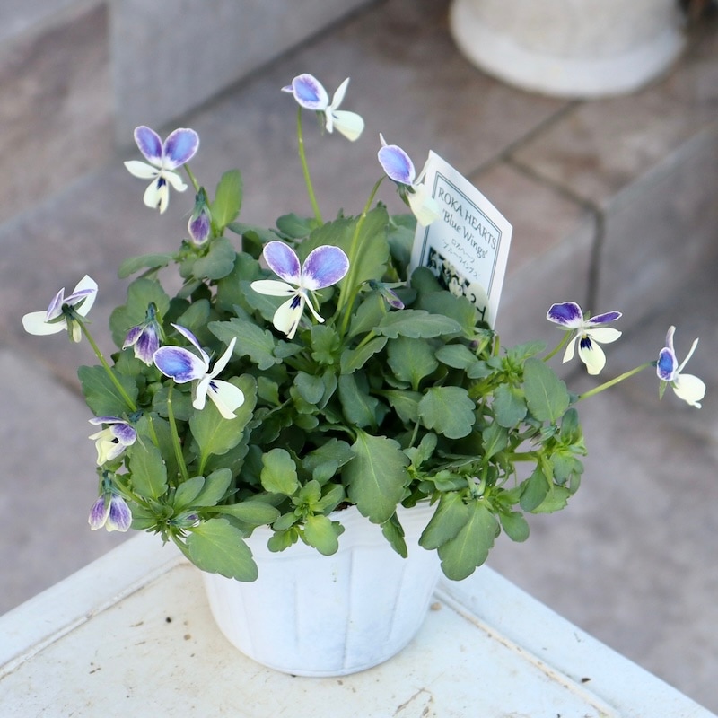 画像の現品1点限り!! ロカハーツ「ブルーウイングス」＜3-1番＞