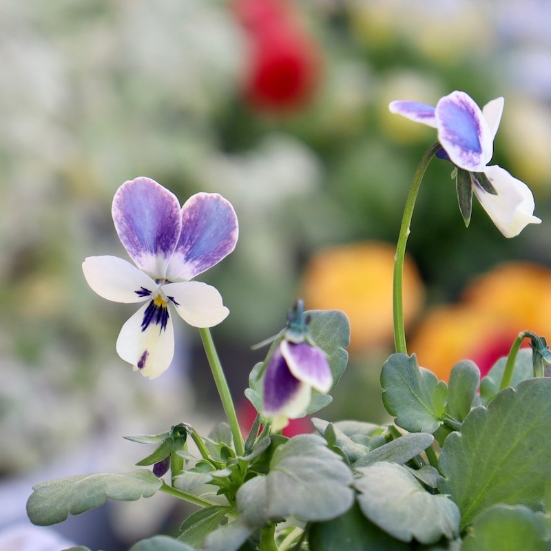 画像の現品1点限り!! ロカハーツ「ブルーウイングス」＜3-1番＞