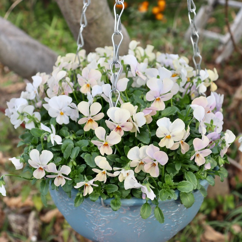 画像の現品1点限り☆ゲブラ育種ビオラ・ボリューム満点ミックス苗・3番