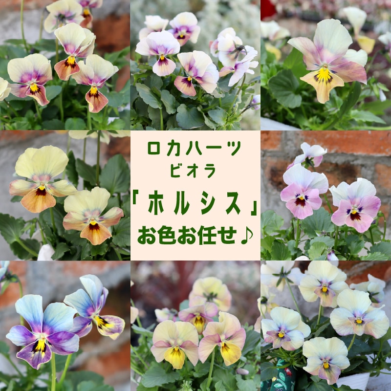 フラワーハーツさんとROKAさんのコラボビオラ》ロカハーツ「ホルシス