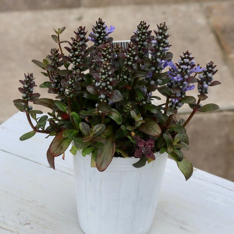 アジュガ「チョコレートチップ」