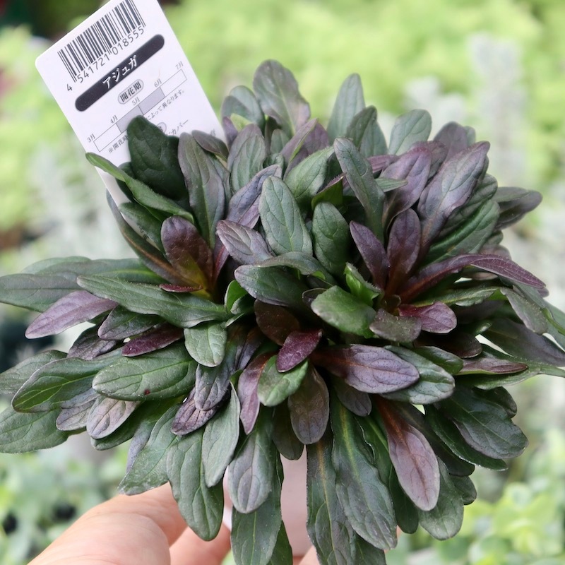 アジュガプラグ苗5種200本 アジュガプラグ苗5種200本 アジュガプラグ苗5種200本 観葉植物