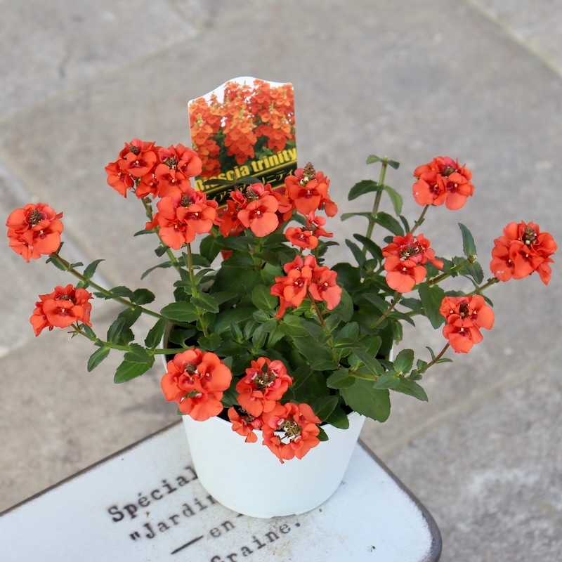 とっても綺麗な開花株!! ディアスシア・トリニティ☆きっと「サンセット」