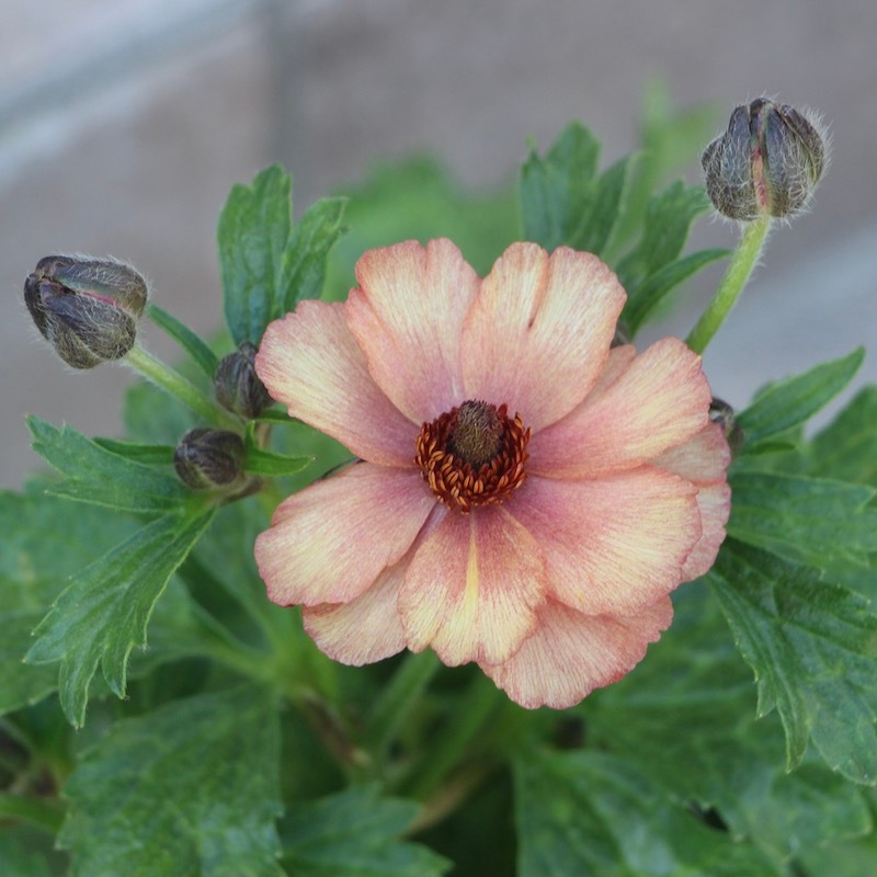 画像(最後の4枚)の現品1点限り☆ラナンキュラス・ラックス「ウラノス