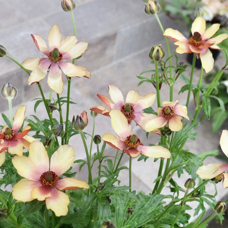 画像(最後の4枚)の現品1点限り☆ラナンキュラス・ラックス「ウラノス