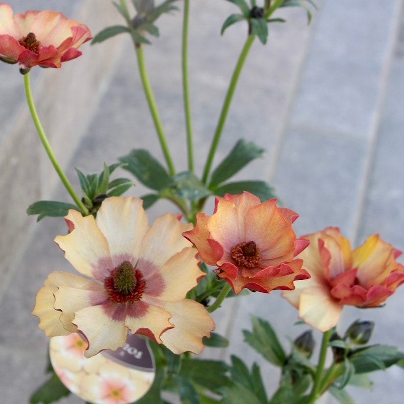 画像(最後の4枚)の現品1点限り☆ラナンキュラス・ラックス「ウラノス