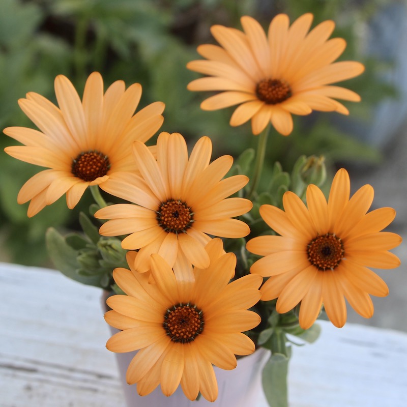 k－plantsさんのディモルフォセカ「パステリーナ」5番(シルキーオレンジ)