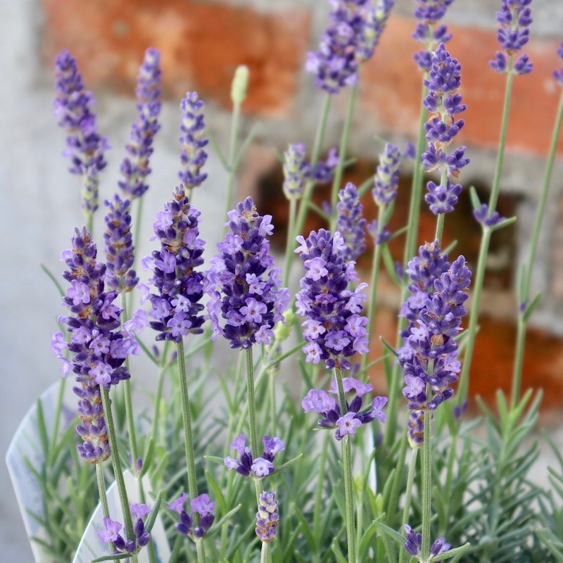 蕾ぎっしりの超良株】濃い青のイングリッシュラベンダー「ブルー