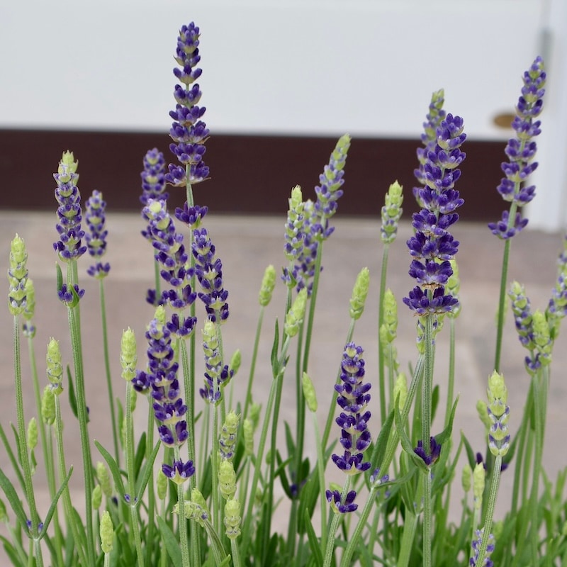 蕾ぎっしりの超良株】濃い青のイングリッシュラベンダー「ブルー