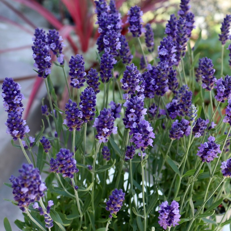 園芸ネット本店｜ラベンダー：ブルーセント3ー3.5号ポット の通販公式