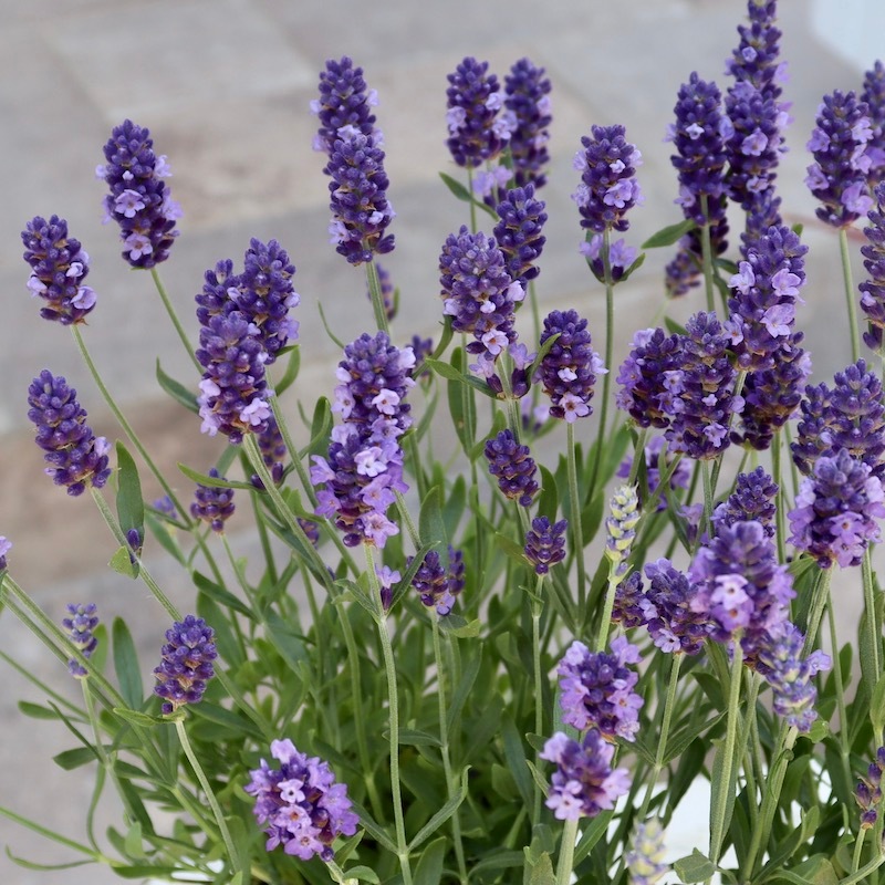 蕾ぎっしりの超良株】濃い青のイングリッシュラベンダー「ブルー