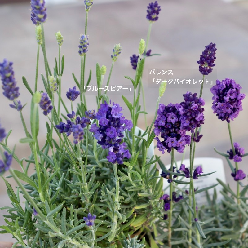 蕾ぎっしりの超良株】濃い青のイングリッシュラベンダー「ブルー