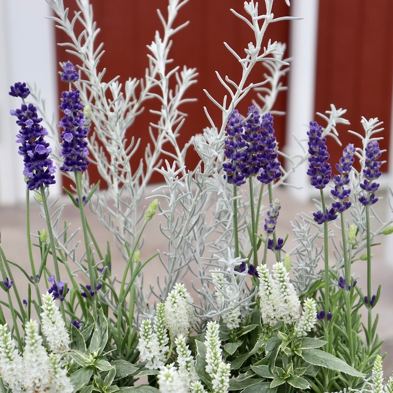 蕾ぎっしりの超良株】濃い青のイングリッシュラベンダー「ブルー