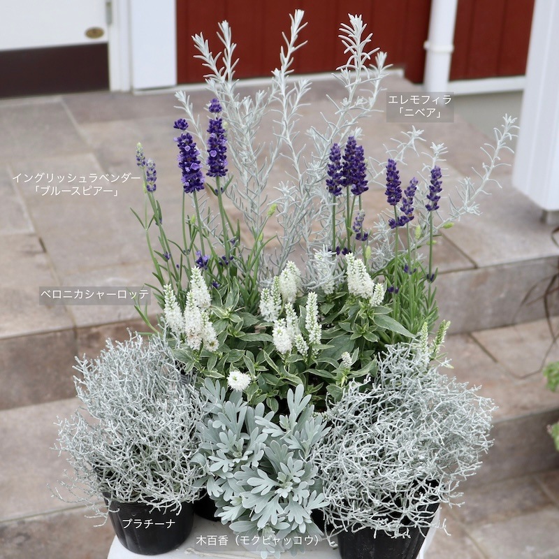 ラベンダー様 ラベンダー3号＆4号♪