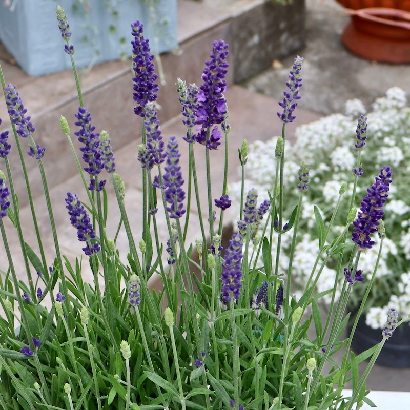 蕾ぎっしりの超良株】濃い青のイングリッシュラベンダー「ブルー