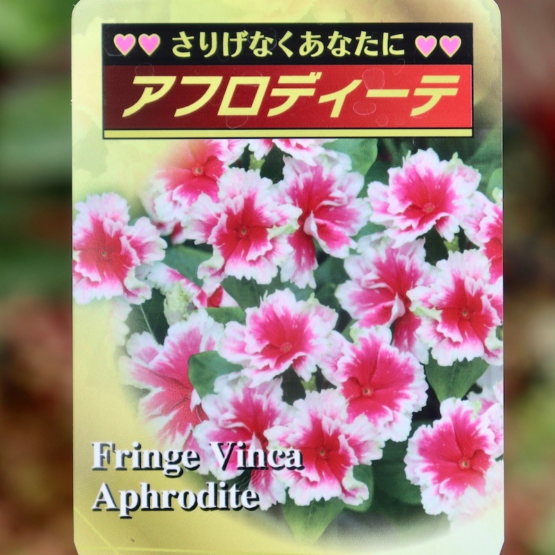 希少品種☆北島園芸さんのフリンジビンカ(日々草)「アフロディーテ