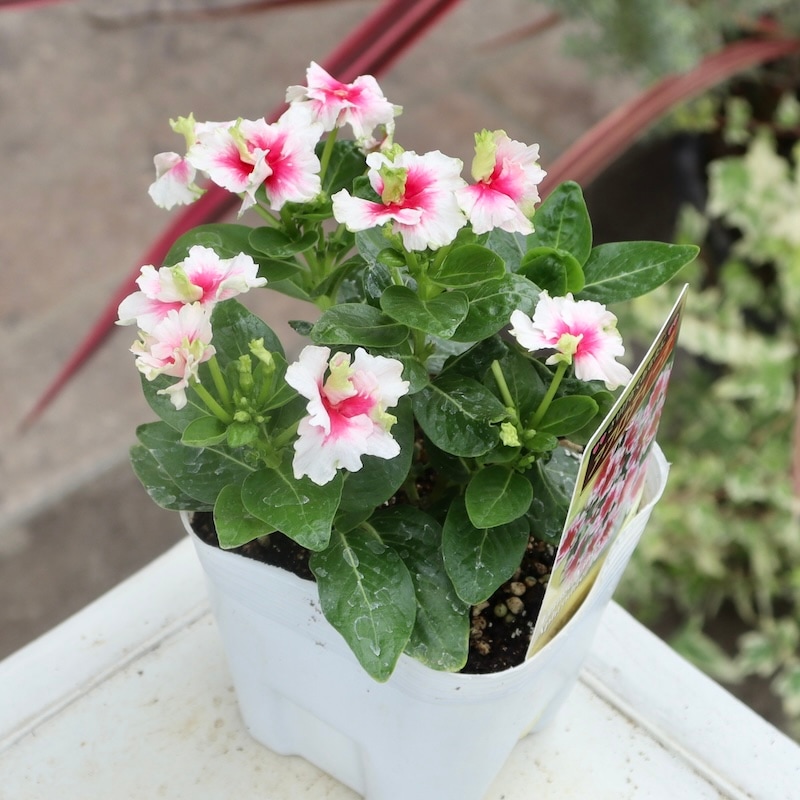 希少品種☆北島園芸さんのフリンジビンカ(日々草)「アフロディーテ