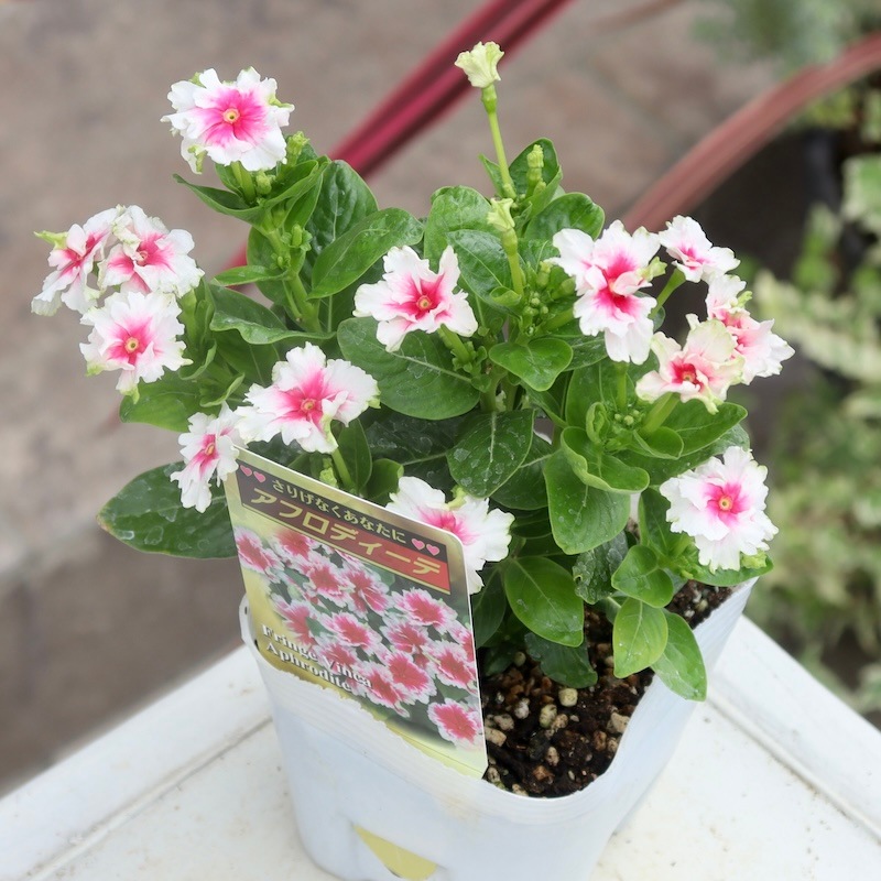 希少品種☆北島園芸さんのフリンジビンカ(日々草)「アフロディーテ