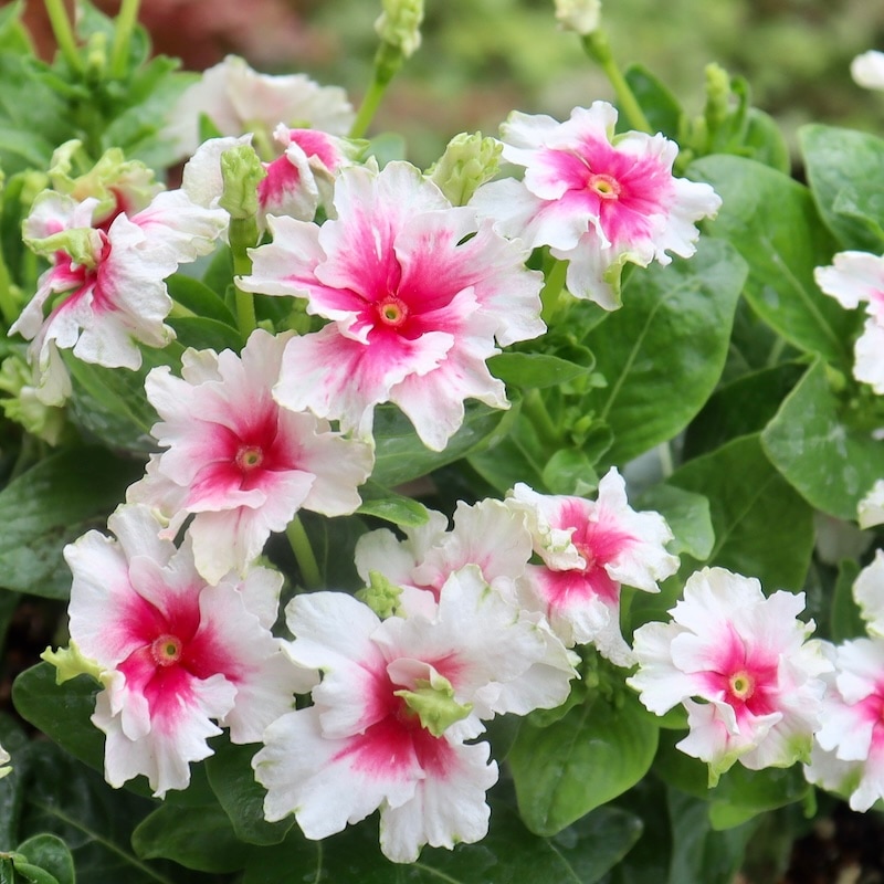 希少品種☆北島園芸さんのフリンジビンカ(日々草)「アフロディーテ