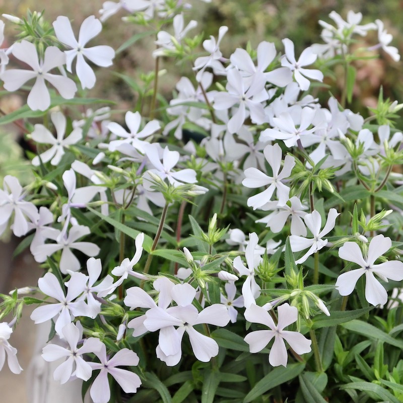 花付き抜群の当店越冬株☆芳香漂う多年草♪フロックス「ディバリカータ
