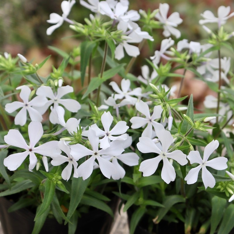 花付き抜群の当店越冬株☆芳香漂う多年草♪フロックス「ディバリカータ 花付き抜群の当店越冬株☆芳香漂う多年草♪フロックス「ディバリカータ