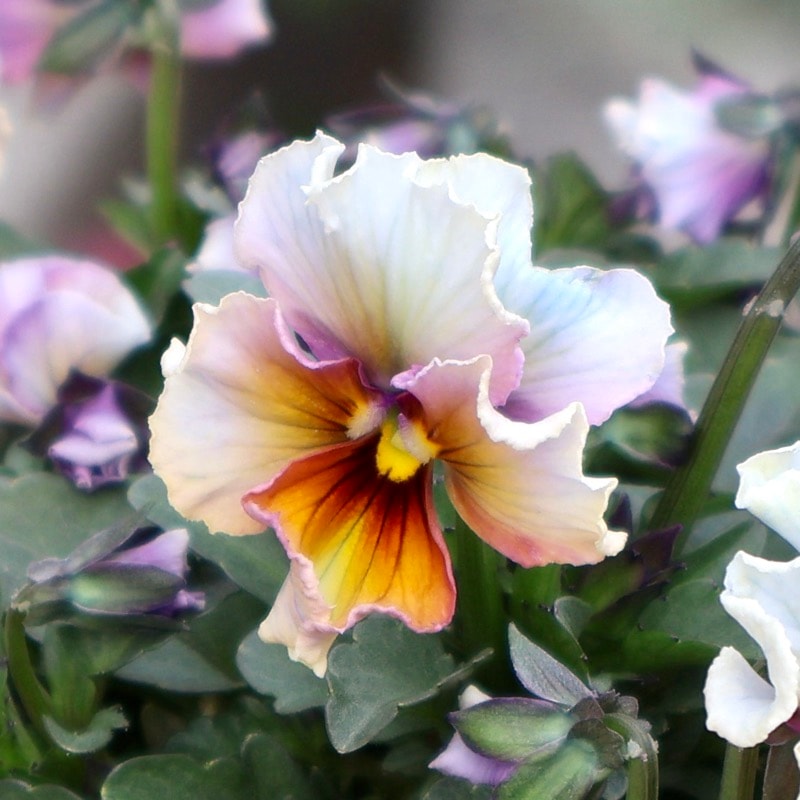 画像の現品1点限り☆スペシャルなサトウ園芸さんのビオラ・ヌーヴェル