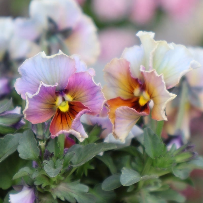 画像の現品1点限り☆スペシャルなサトウ園芸さんのビオラ・ヌーヴェル