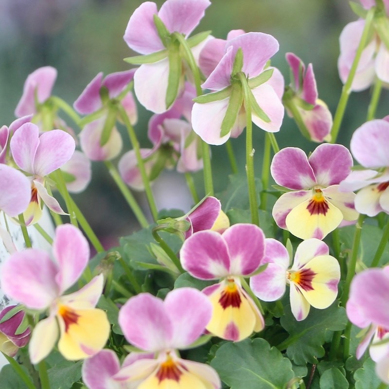 レア！ARABIA アラビア　Violetta ヴィオレッタ　ビオラ　赤 レア！ARABIA アラビア Violetta ヴィオレッタ ビオラ 赤