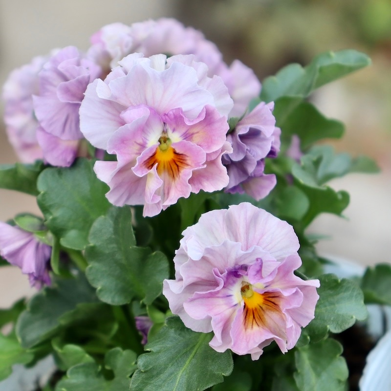 画像の現品1点限り!!桐生ふぁ~む×花日和さんのビオラ「アイクルール