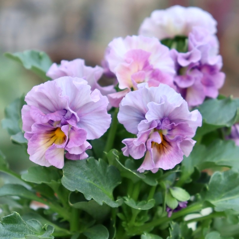 画像の現品1点限り!!桐生ふぁ~む×花日和さんのビオラ「アイクルール