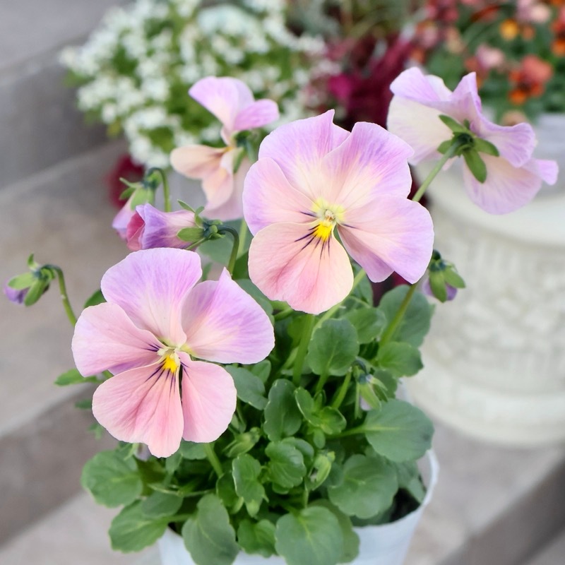 この色も欲しい!?画像の現品いずれか☆高知・植田さんのビオラ☆試験