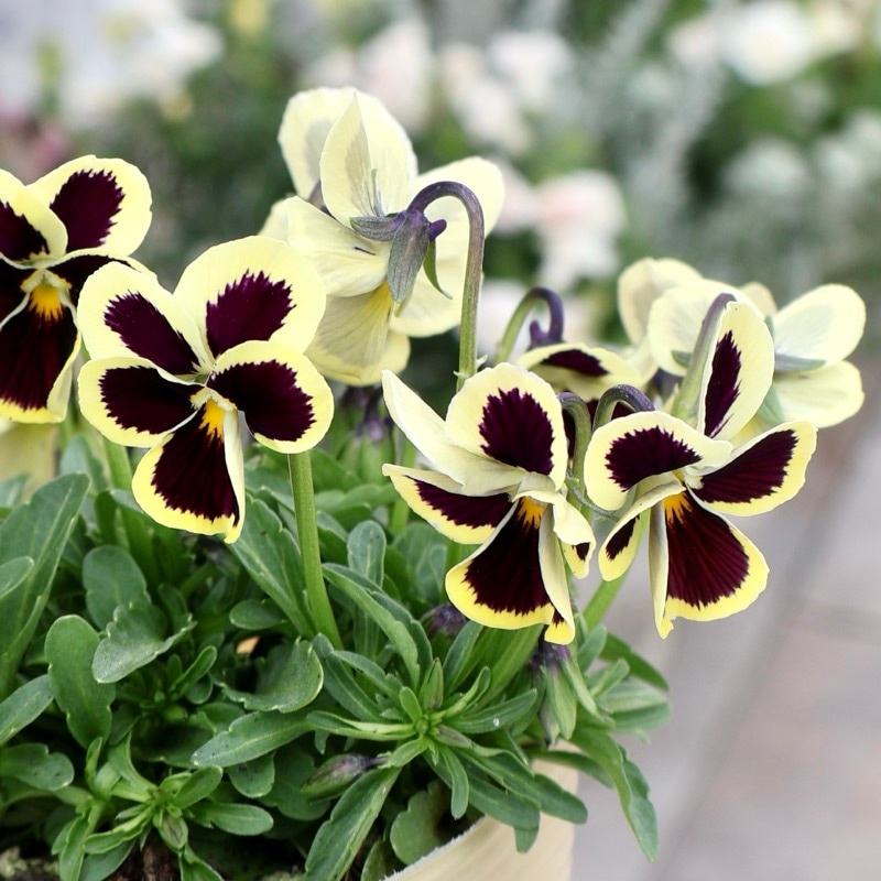 希少品種《画像の現品1点限り》大牟田さん生産☆ROKA'Sビオラ「リトル