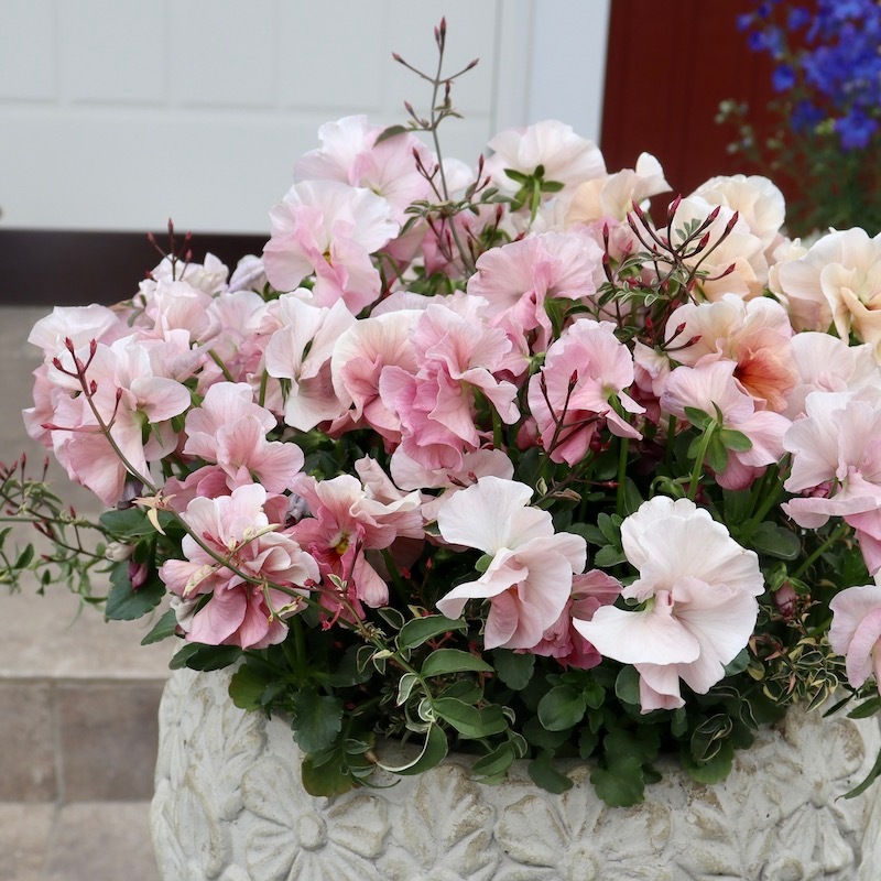 直径約40cm!!お値打ち1点物☆見本鉢「桜のような春色パンジー♪」