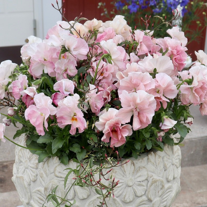 直径約40cm!!お値打ち1点物☆見本鉢「桜のような春色パンジー♪」