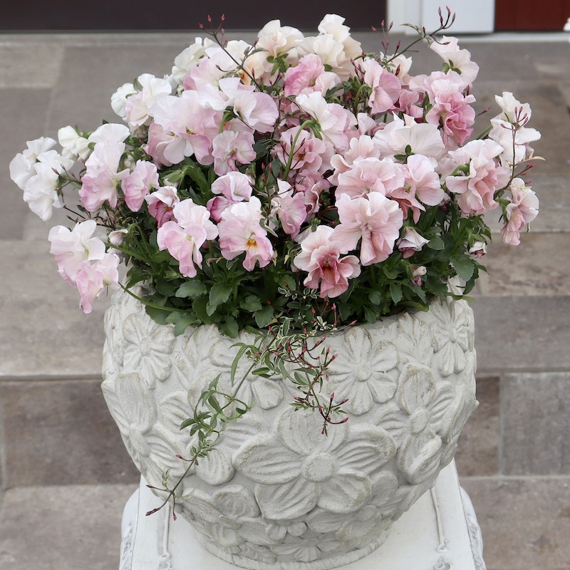 直径約40cm!!お値打ち1点物☆見本鉢「桜のような春色パンジー♪」