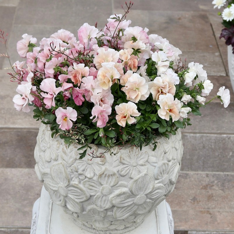 直径約40cm!!お値打ち1点物☆見本鉢「桜のような春色パンジー♪」