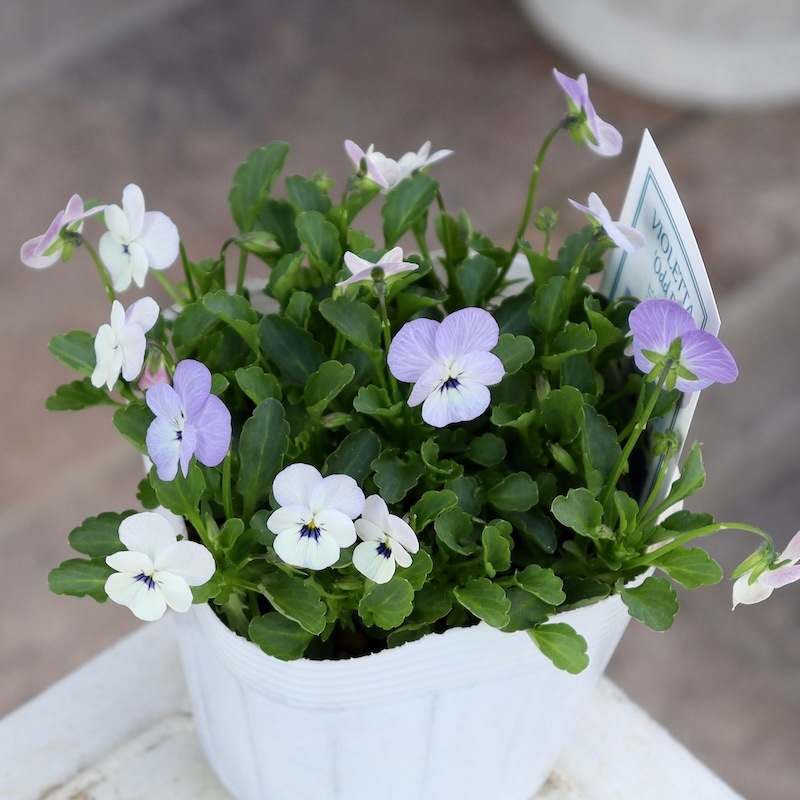 フラワーハーツさんの小輪ビオラ・ビオレッタ「オッドアイ」2番