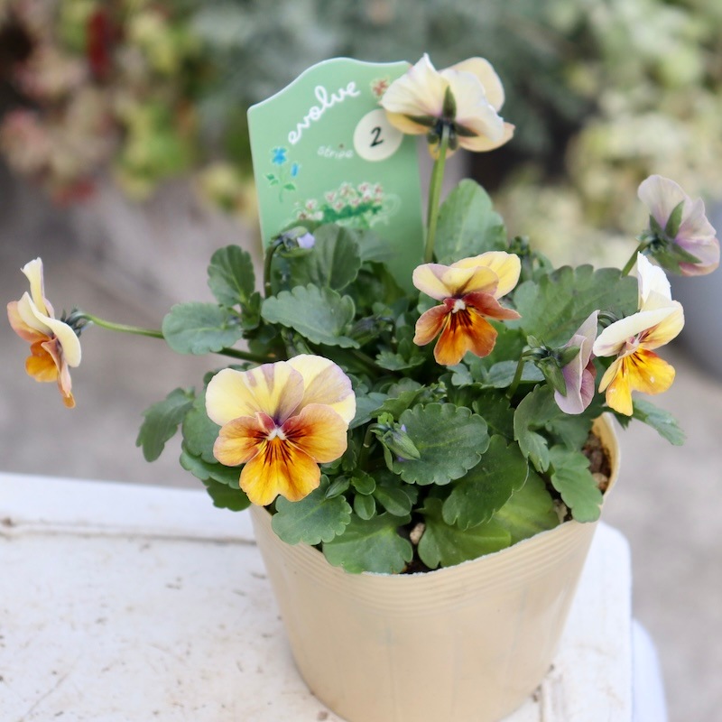 画像の現品1点限り!!アイデアルフラワー・大牟田さんのビオラevolve