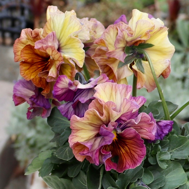 ＫＡ31♥フェデネージュ　クレープ♥花苗ポットごと♥ フェデネージュ クレープノーブル⑤ポット苗 パンジー - メルカリ