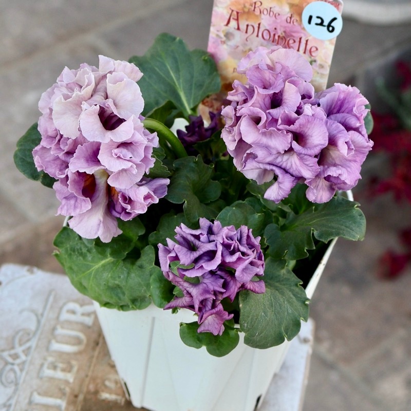 画像の現品1点限り》スペシャルなサトウ園芸さんのパンジー・ローブ