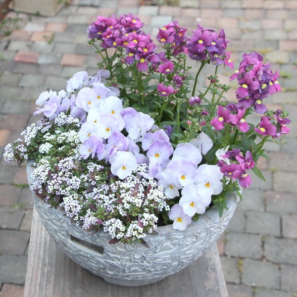 1点物☆寄せ植え見本鉢☆個性派ネメシア