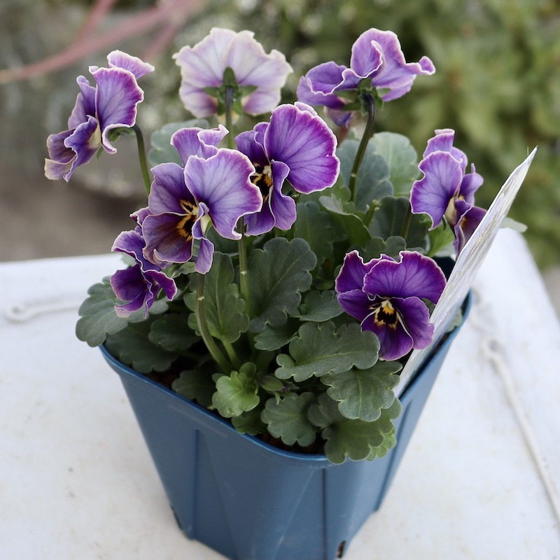 画像で花色を選べる!!サトウ園芸さんのビオラ・ヌーヴェルヴァーグ