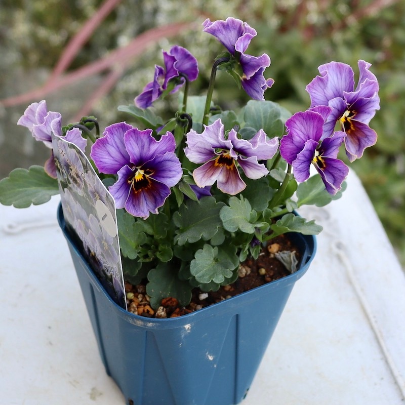 稀少！　ラピスラズリ 鉢植え 画像で花色を選べる!!サトウ園芸さんのビオラ・ヌーヴェルヴァーグ