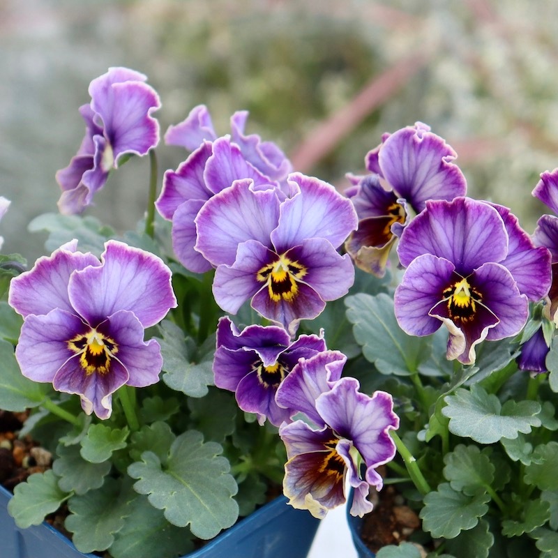 8_000000006617.jpg?1703934698