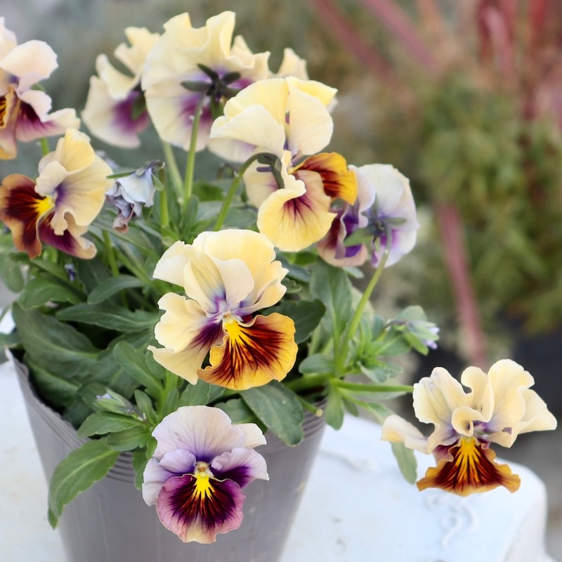 画像で色を選べる!!うえたパンジー「マシェリマダム」＜51番＞